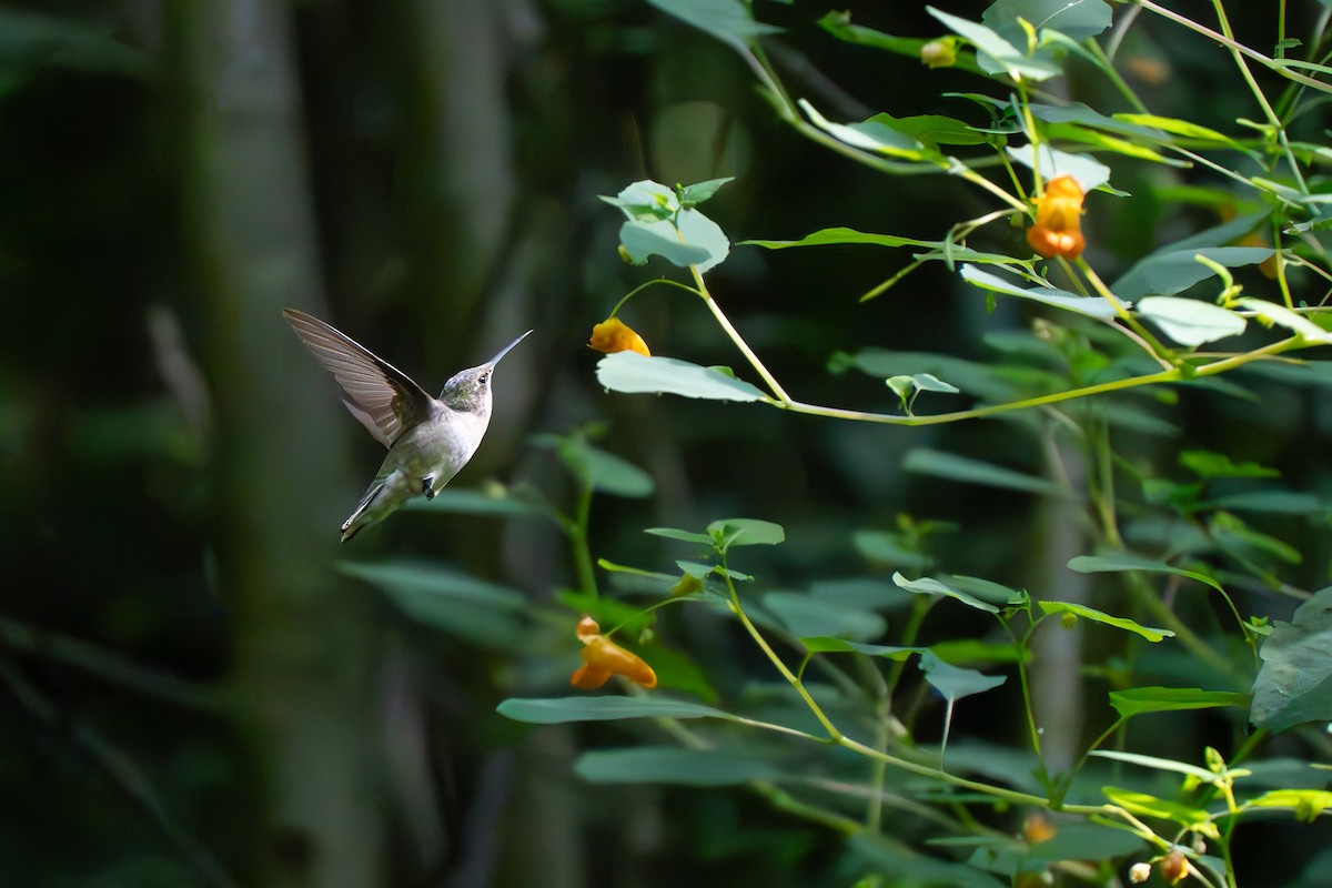 Ruby-throated Hummingbird - ML622880434