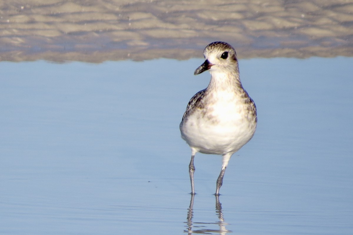 Black-bellied Plover - ML622880435