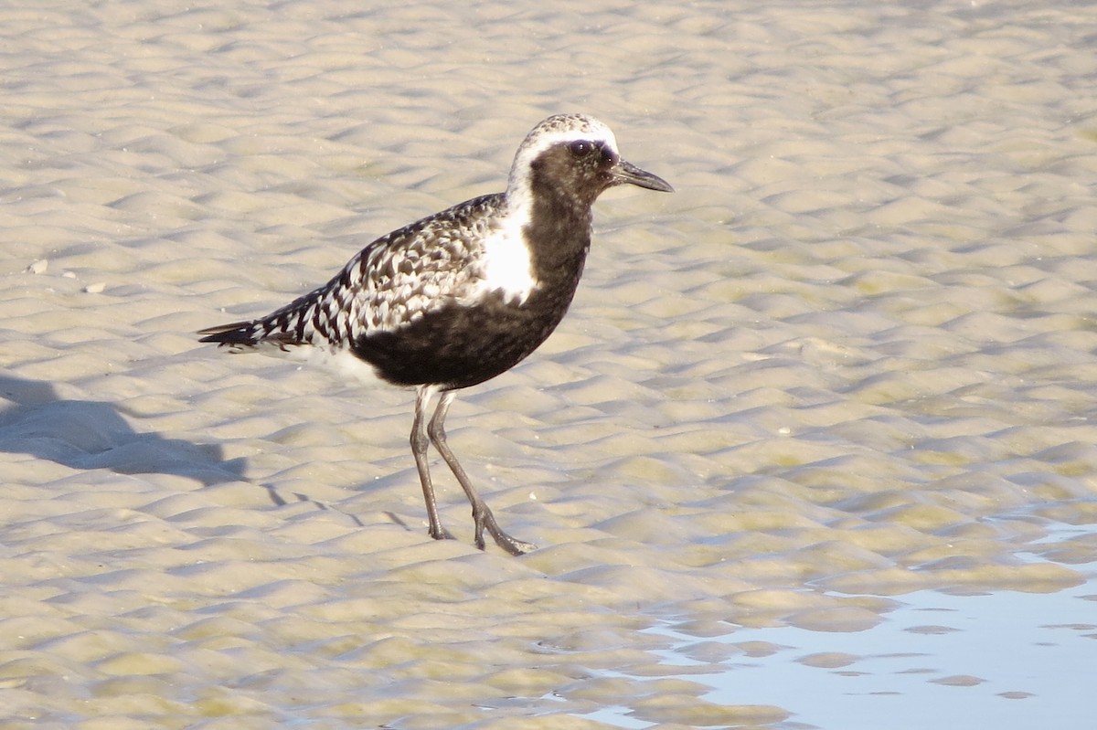 Black-bellied Plover - ML622880437