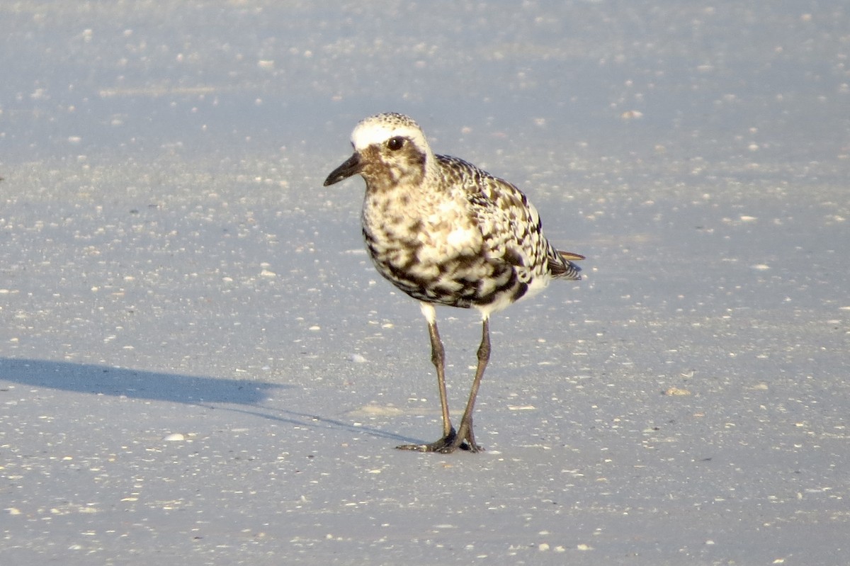 Black-bellied Plover - ML622880439