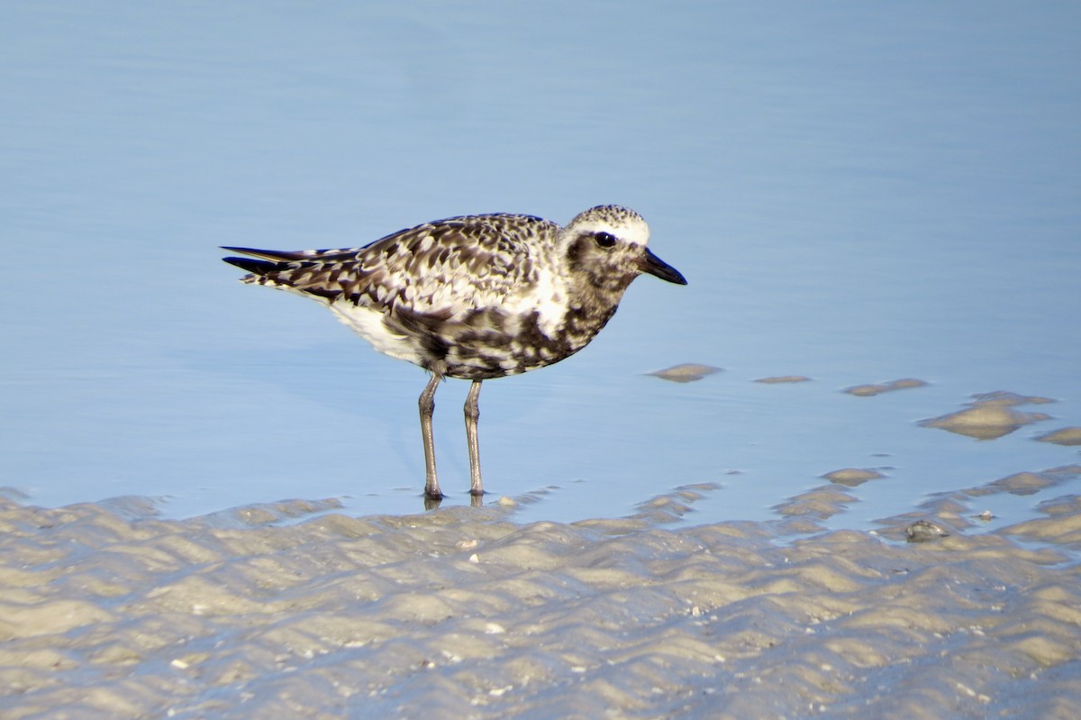 Black-bellied Plover - ML622880440