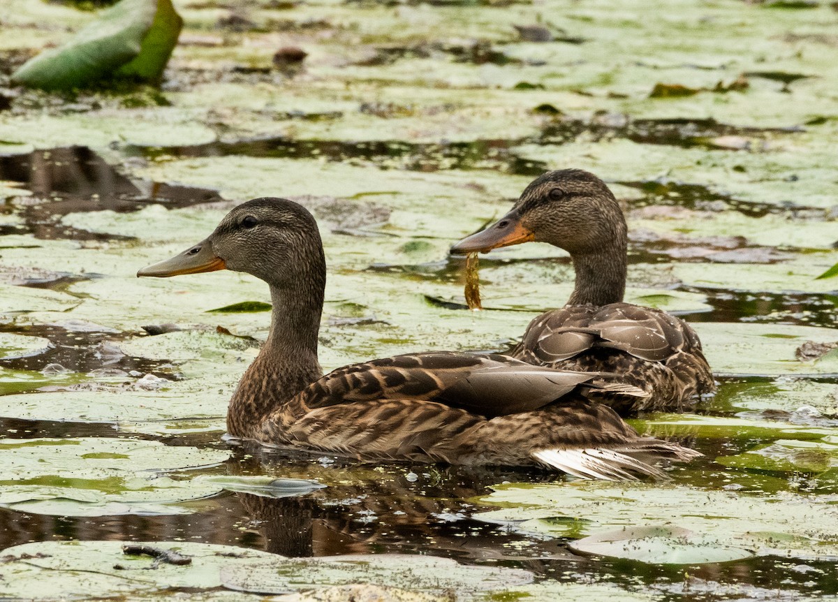 Mallard - Francois Dubois