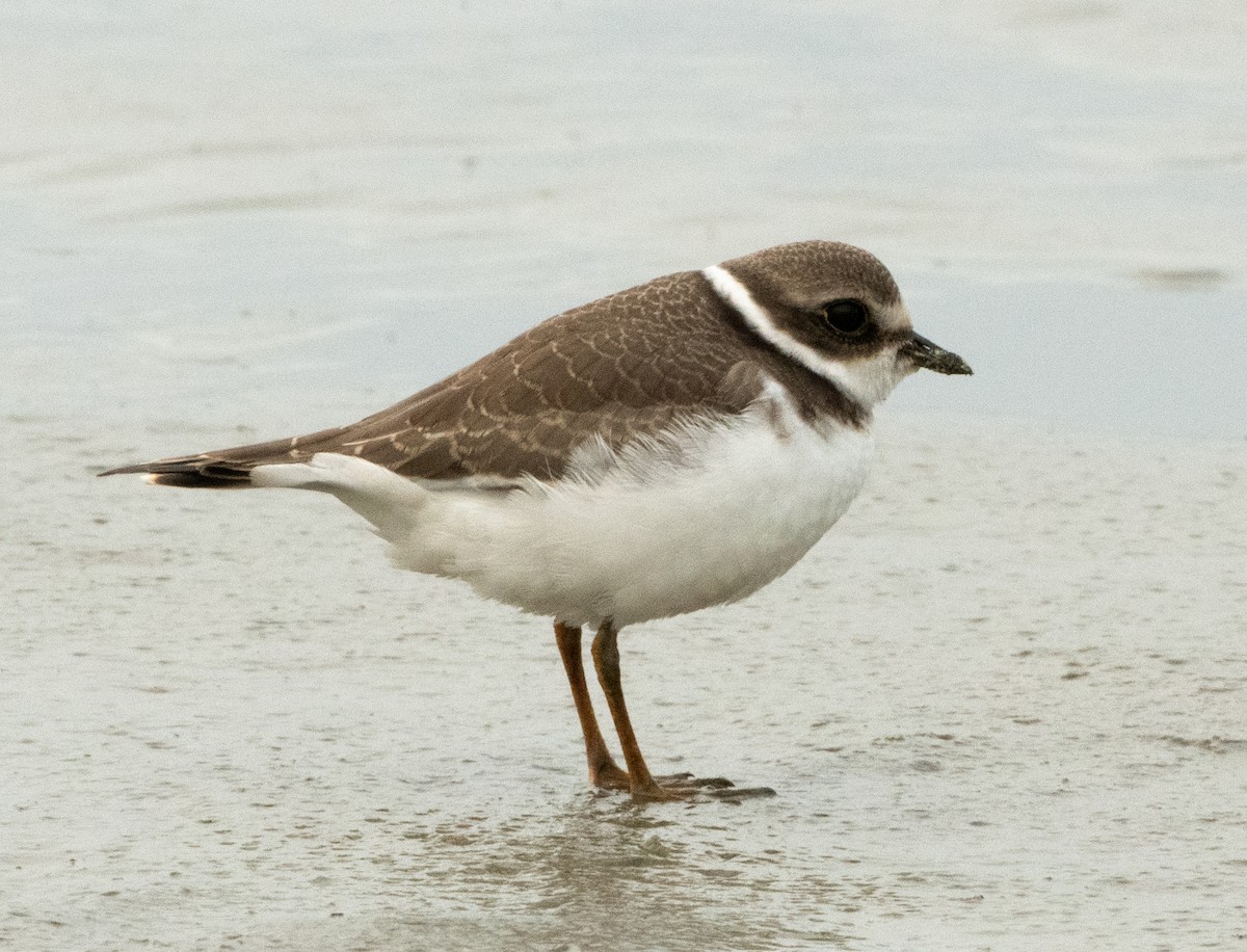 Semipalmated Plover - ML622880467