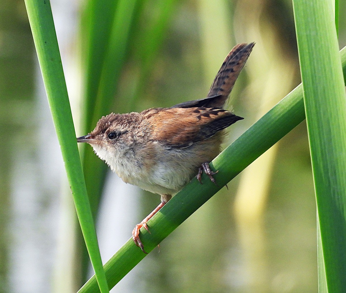 Marsh Wren - ML622880549