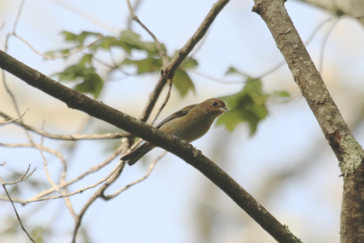 Indigo Bunting - ML622880609