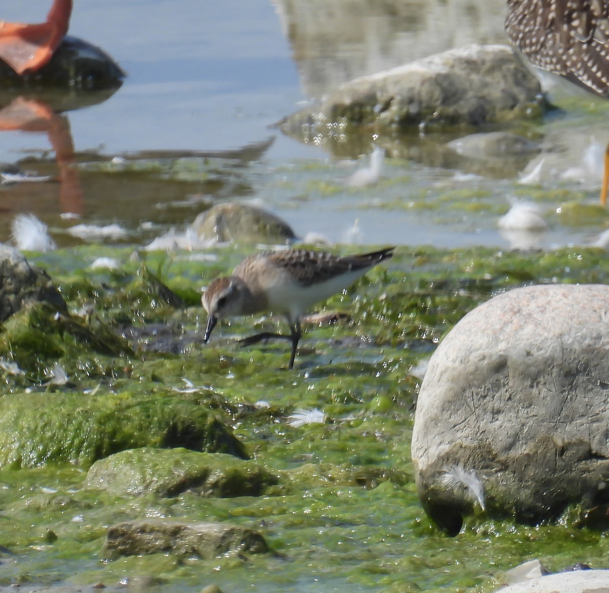 Semipalmated Sandpiper - Hin Ki  & Queenie  Pong