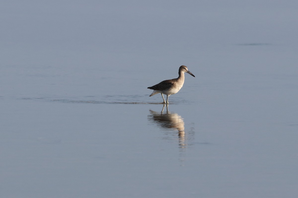 Willet - Rebekah  Ambrose-Dalton