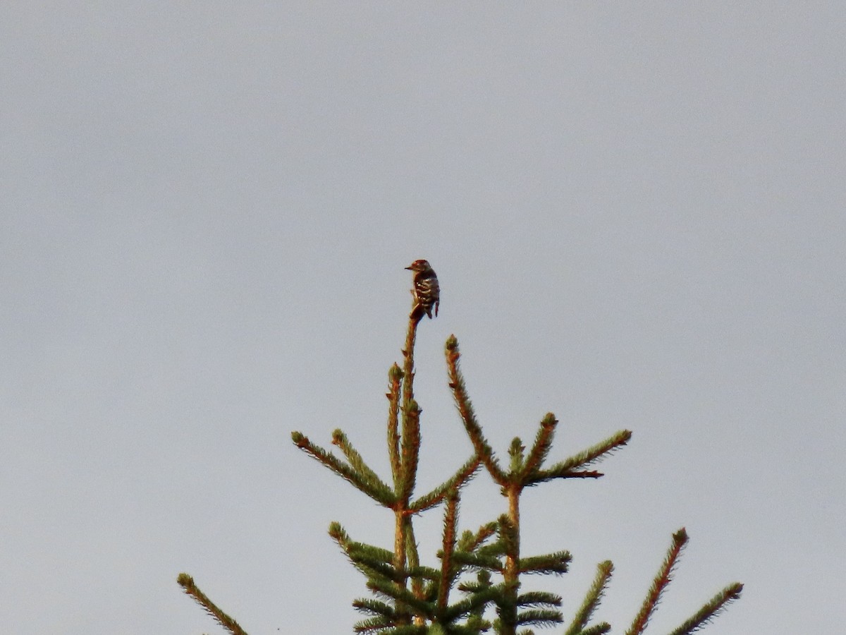 Lesser Spotted Woodpecker - Alexandre Grave