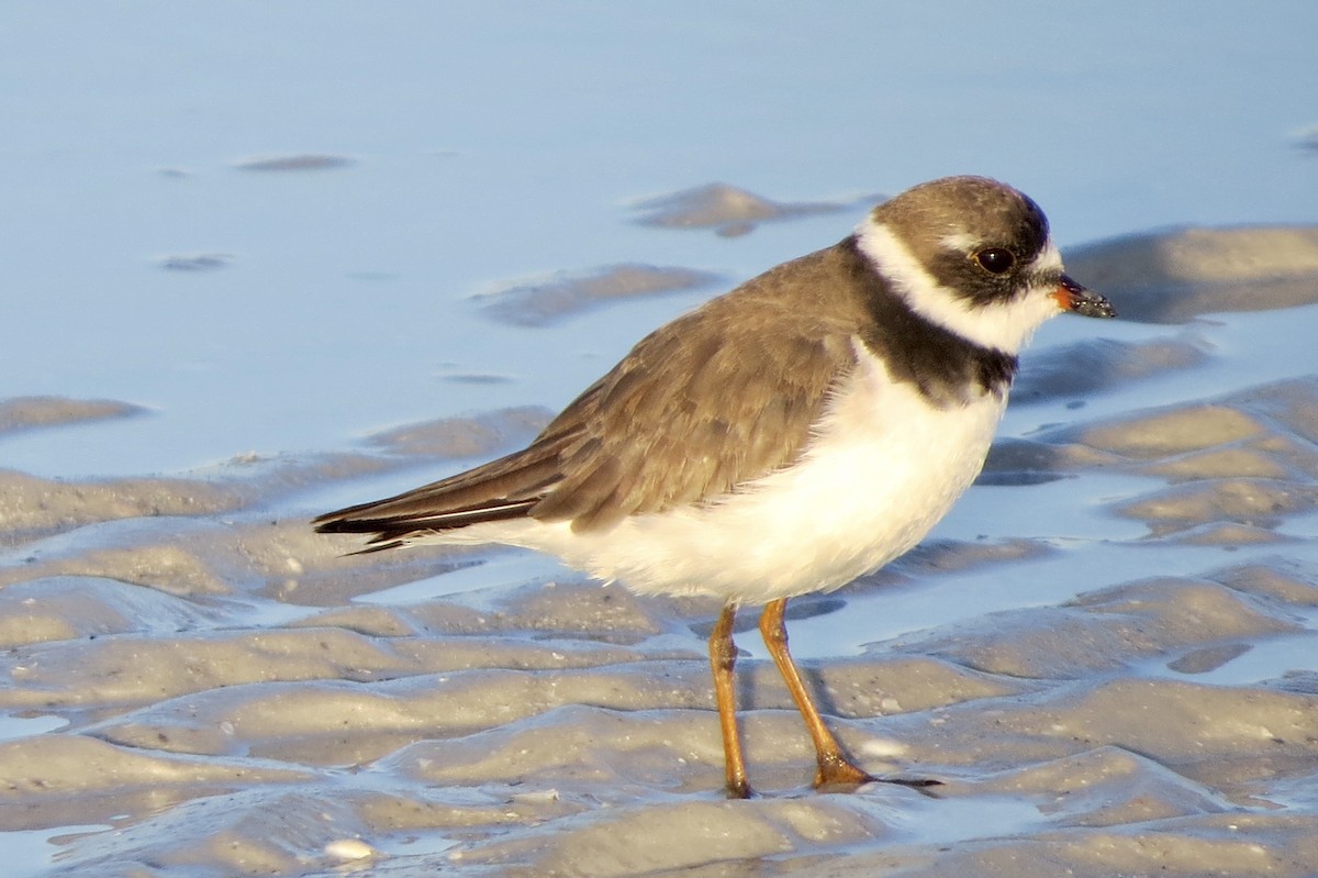 Semipalmated Plover - ML622880687