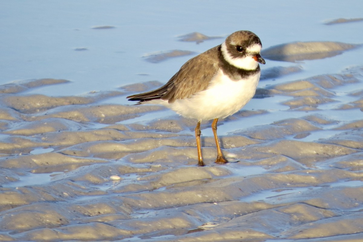 Semipalmated Plover - ML622880688