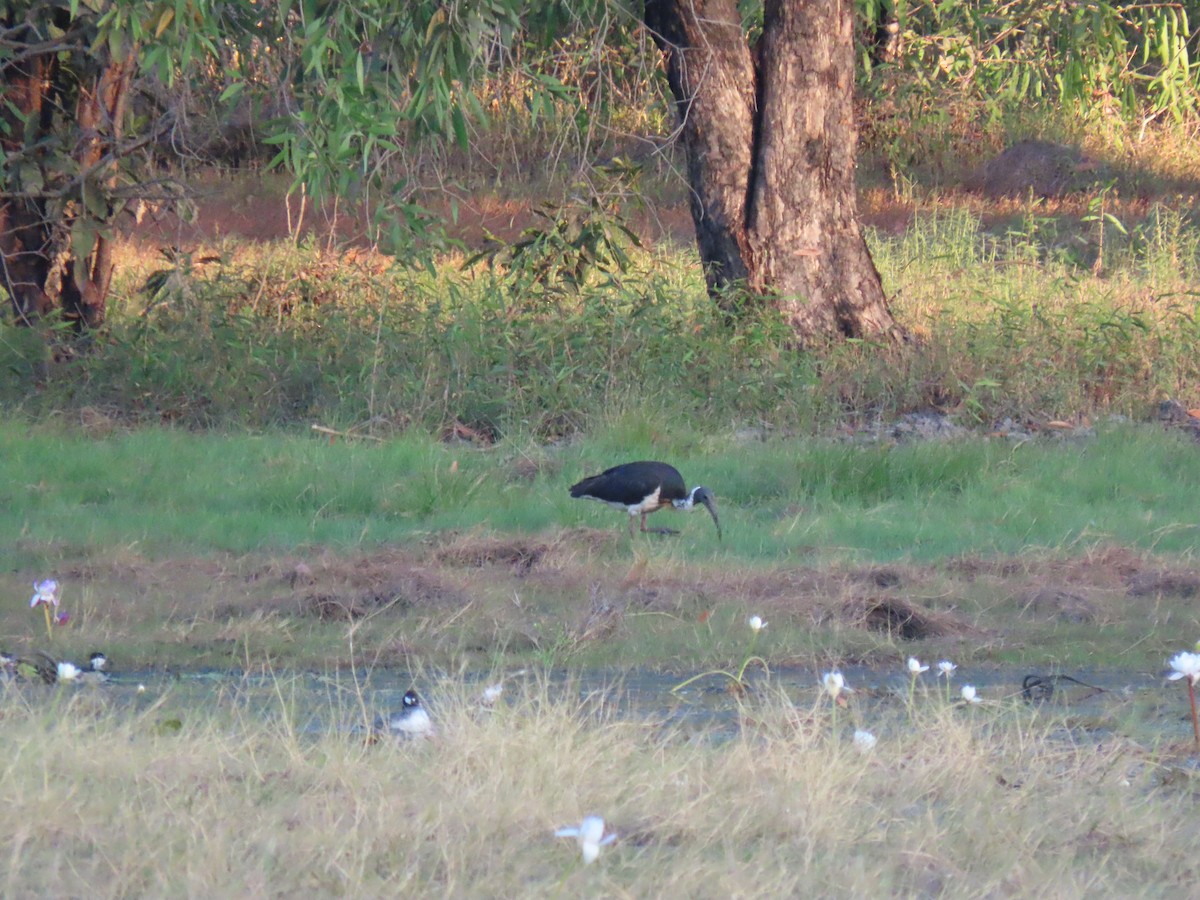 Straw-necked Ibis - ML622880698