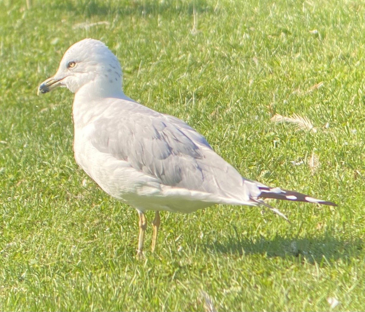 Ring-billed Gull - Colby Merrill