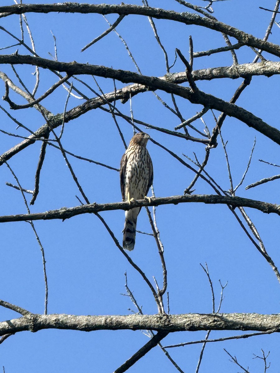 Cooper's Hawk - John Kaspar