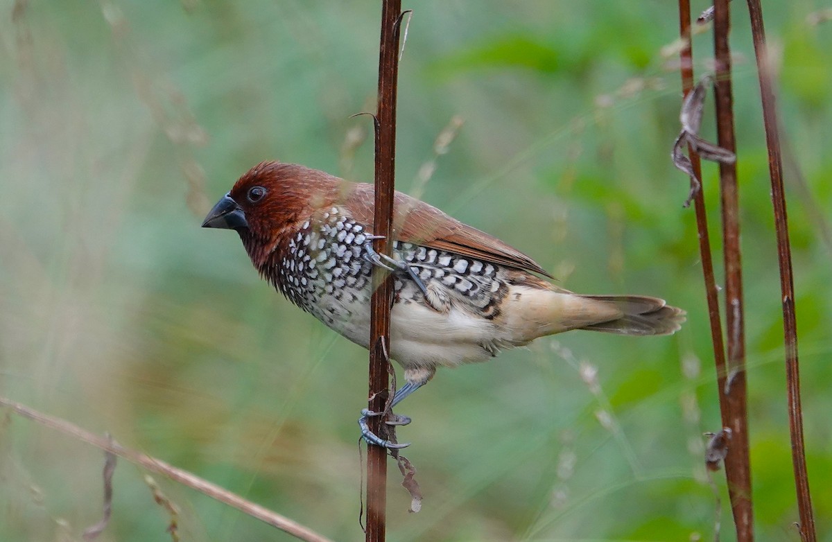 Scaly-breasted Munia - Steve Rogow