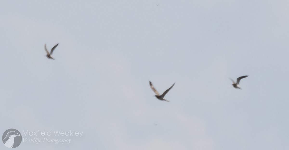 Pectoral Sandpiper - Maxfield Weakley