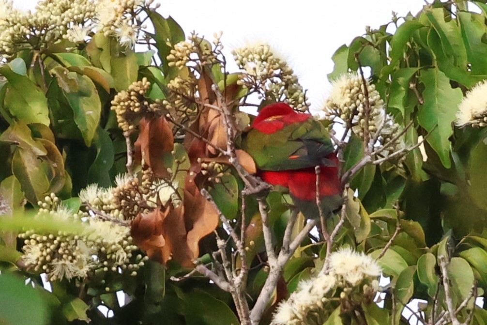 Chattering Lory - ML622880823