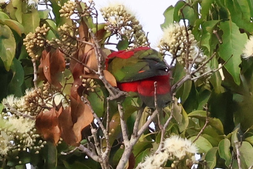 Chattering Lory - ML622880832
