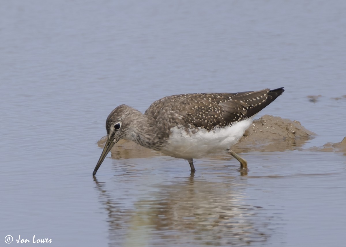 Green Sandpiper - Jon Lowes