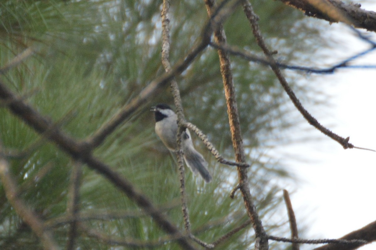 Carolina Chickadee - Caleb Glover