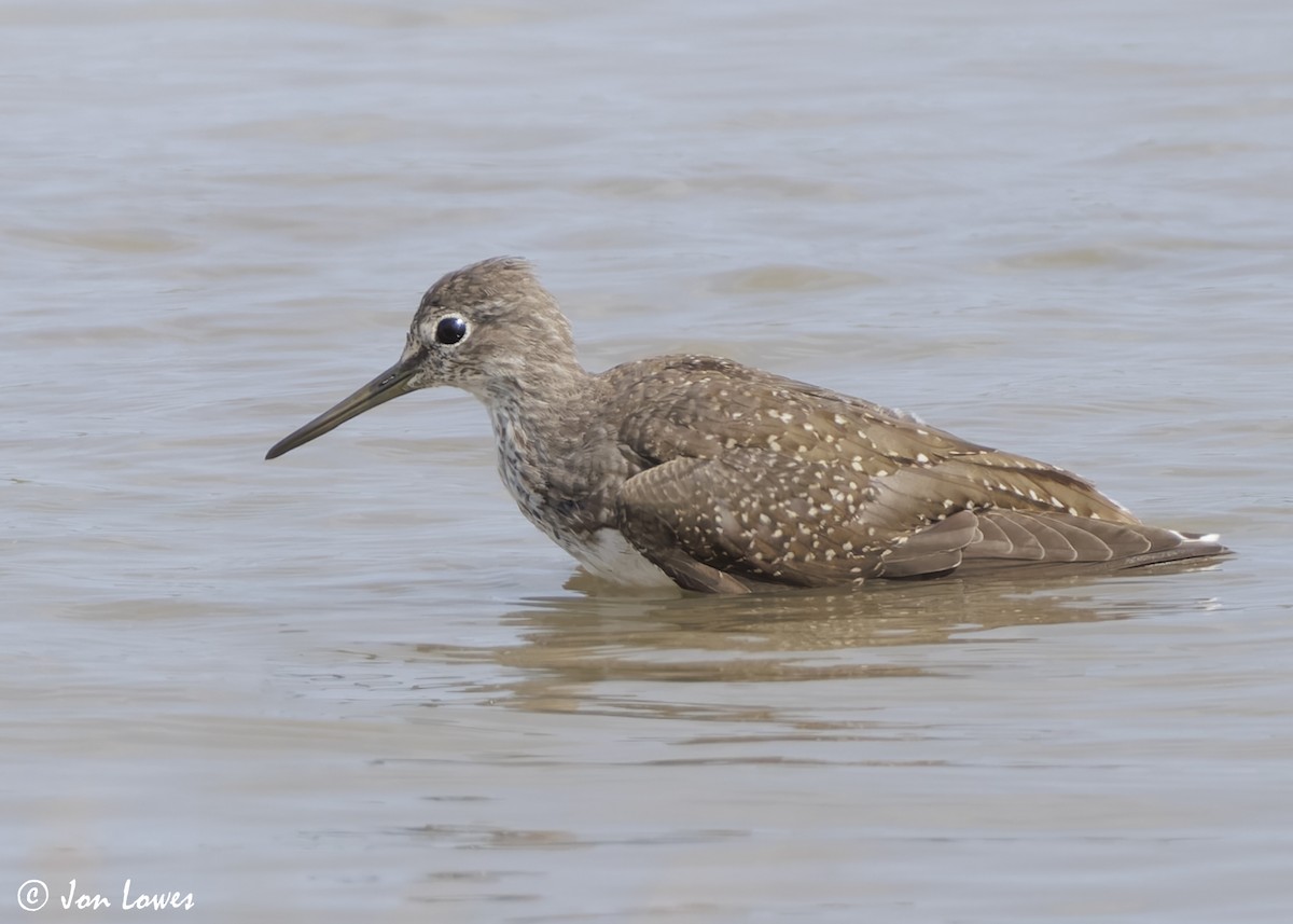 Green Sandpiper - Jon Lowes