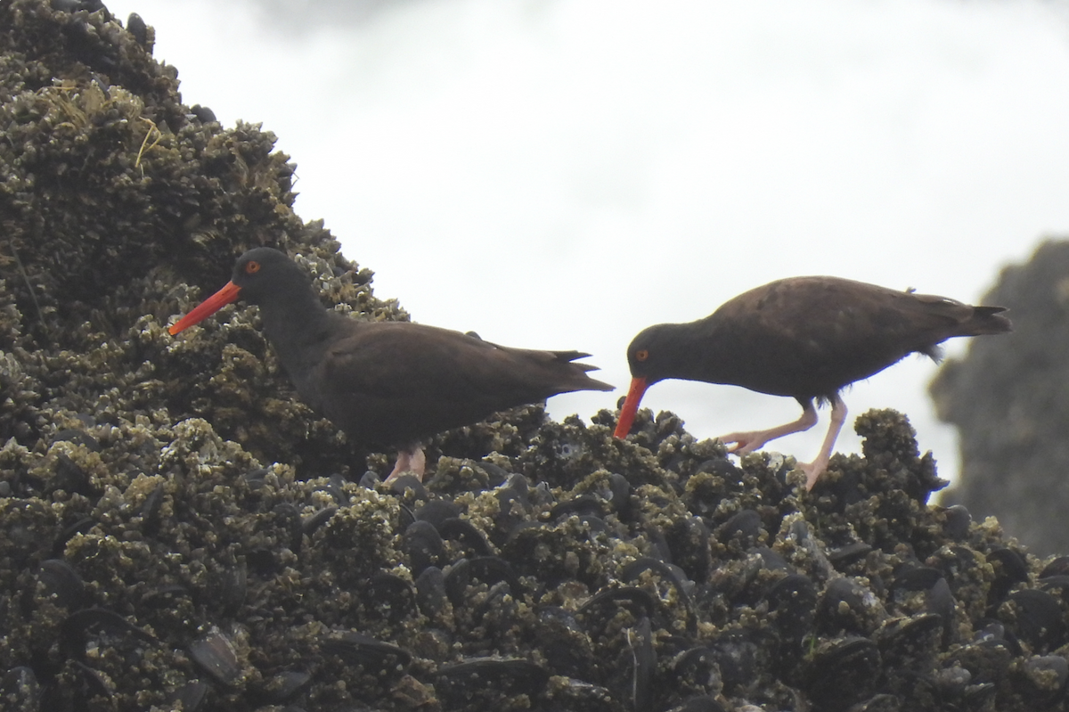 Black Oystercatcher - William Boyes