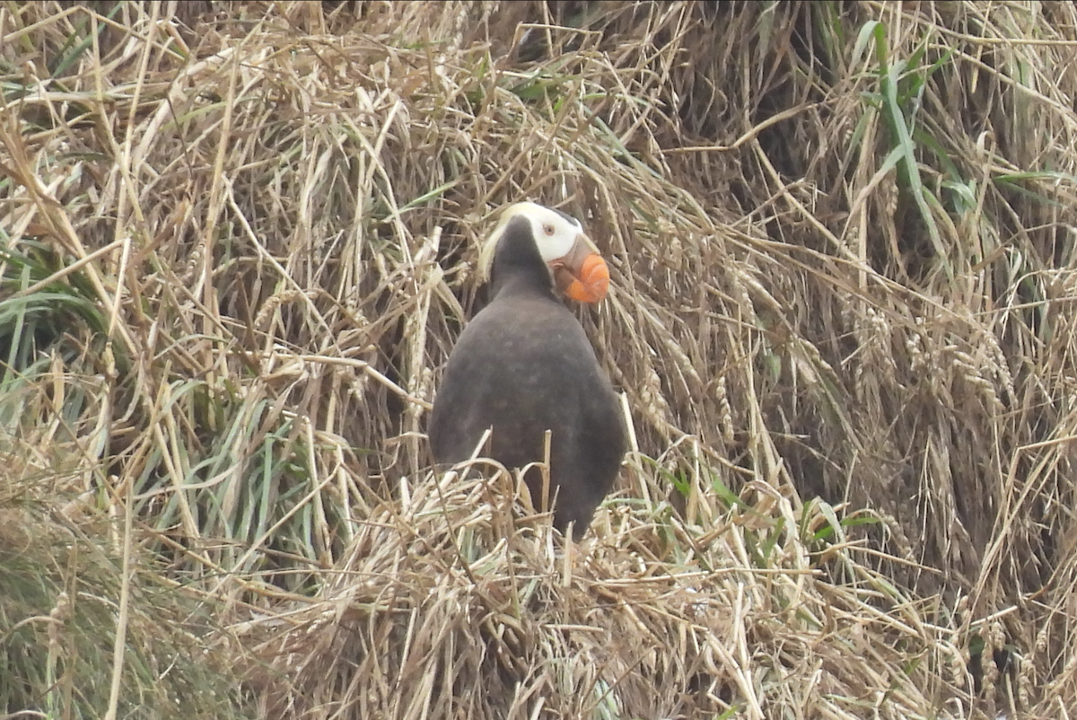 Tufted Puffin - William Boyes