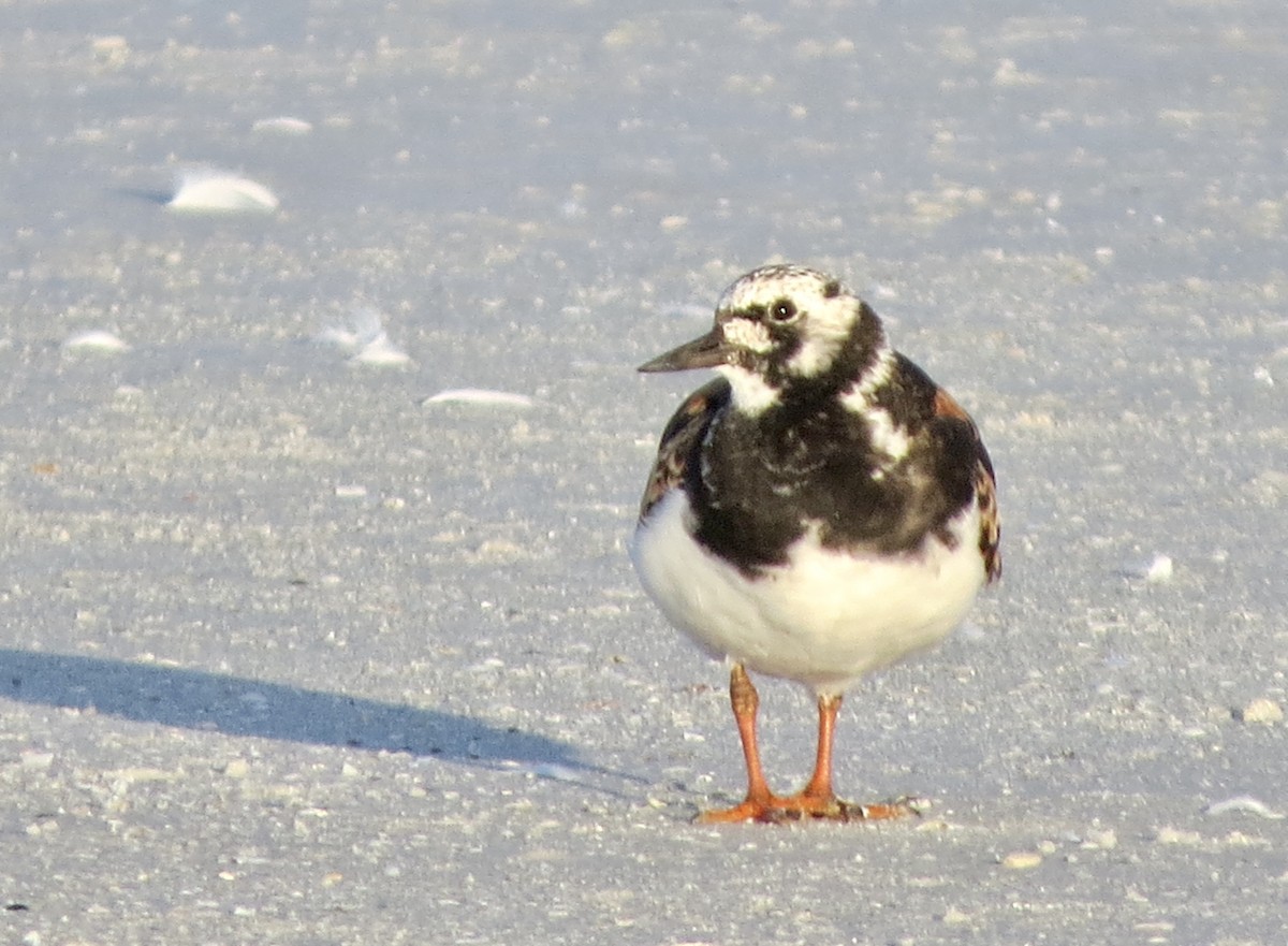 Ruddy Turnstone - ML622880883