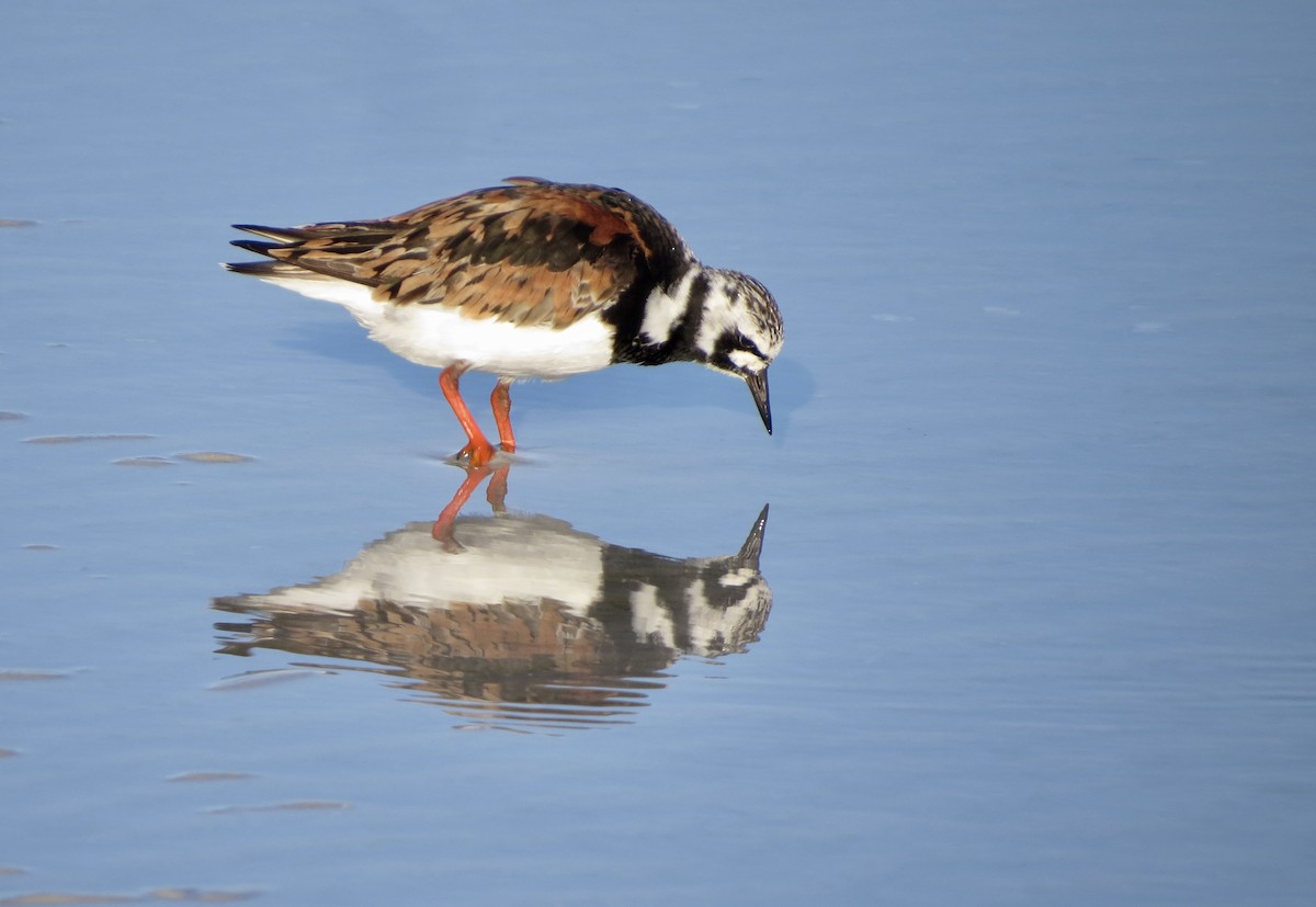 Ruddy Turnstone - ML622880884