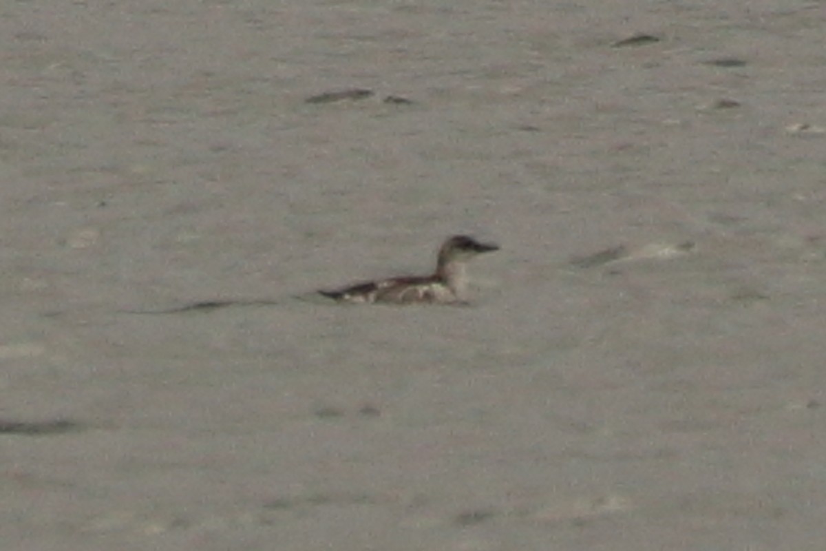 Black Guillemot - ML622880886