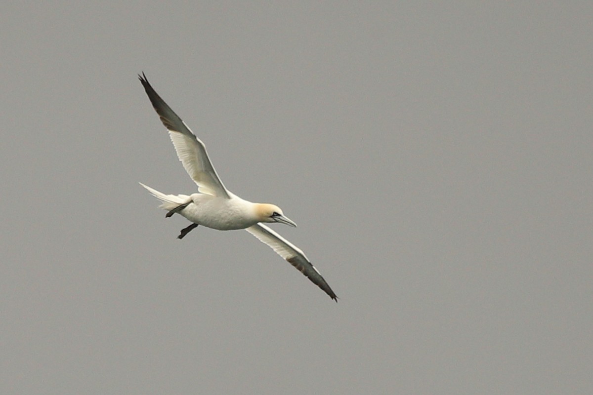 Northern Gannet - ML622880892