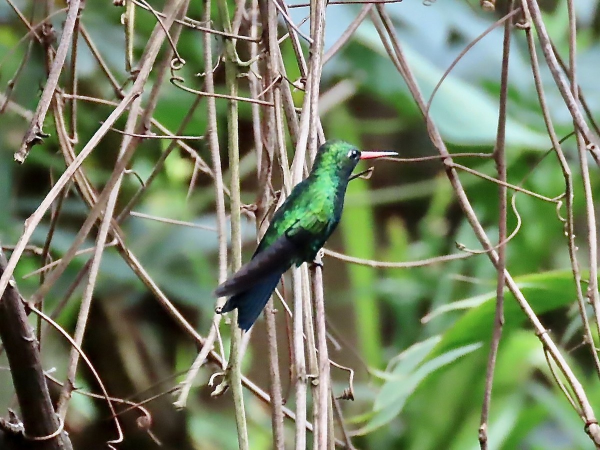 Glittering-bellied Emerald - ML622880897