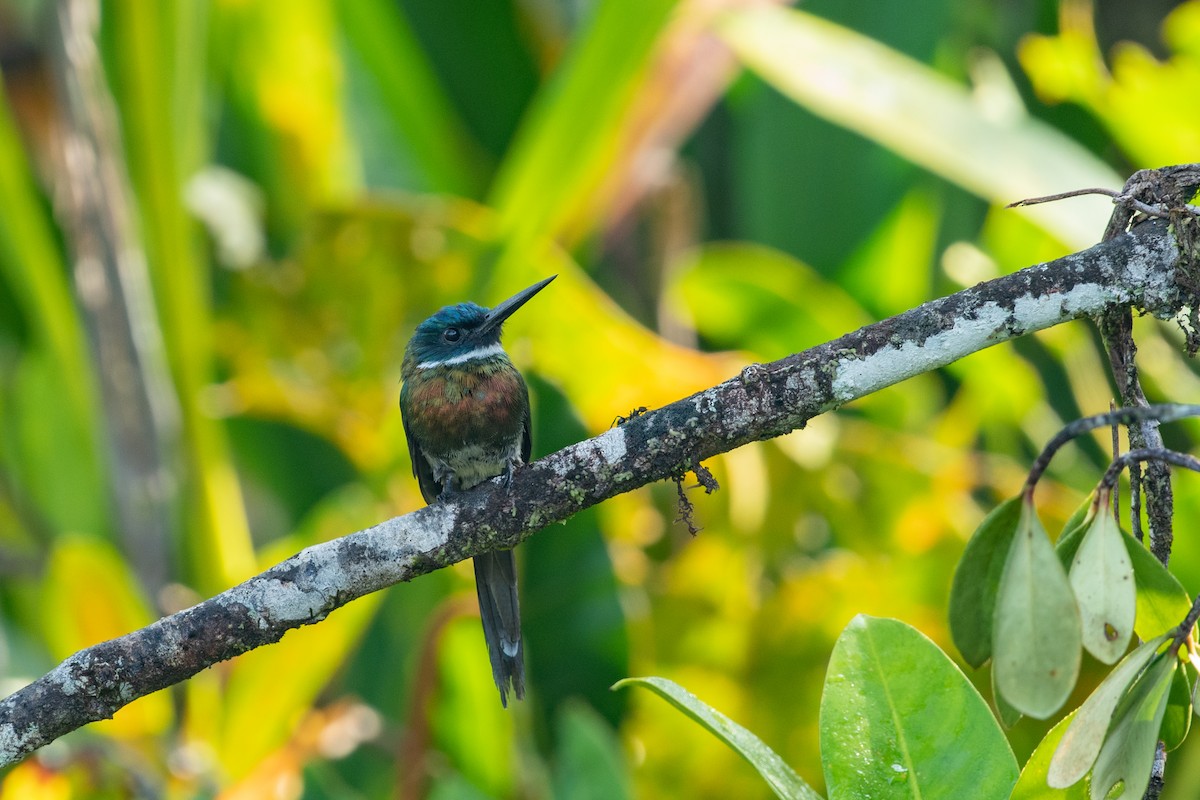 Bronzy Jacamar - ML622880928