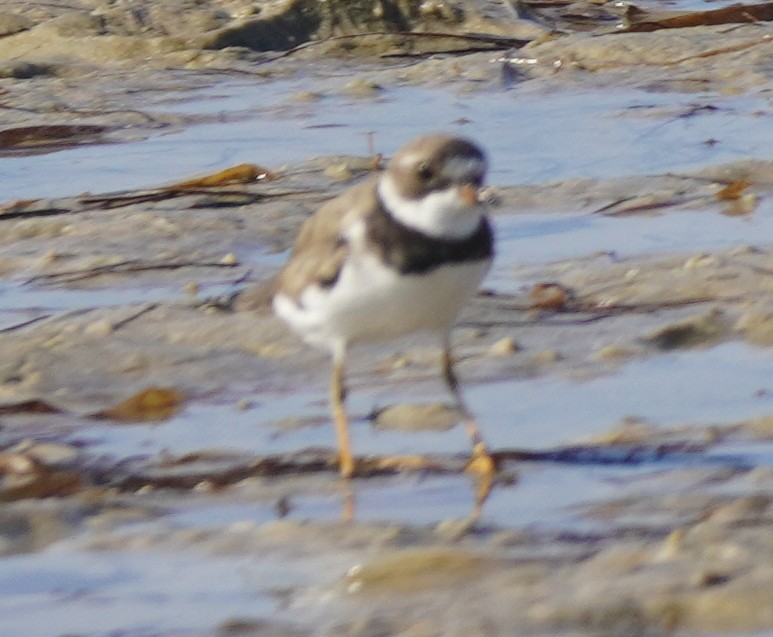 Semipalmated Plover - ML622880952