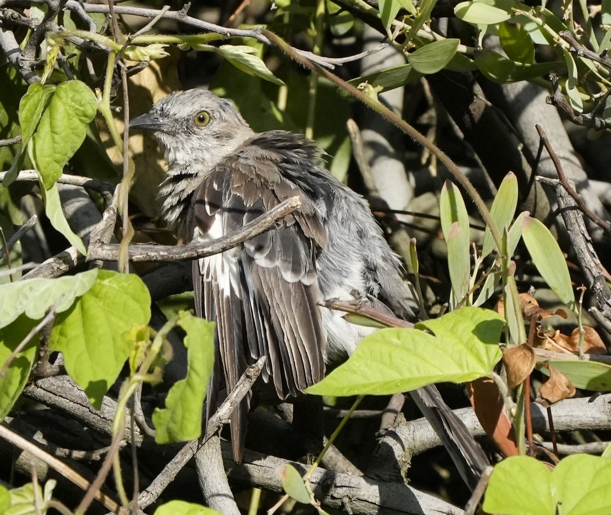 Northern Mockingbird - Ted  Koelsch