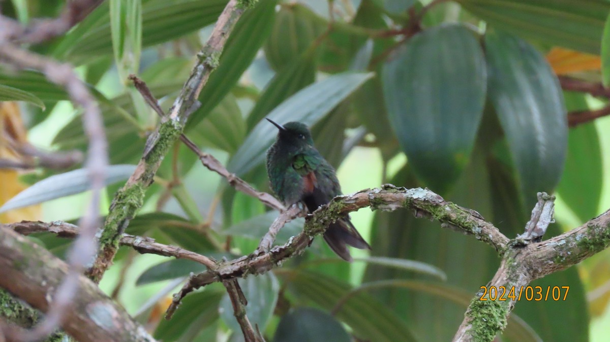 Stripe-tailed Hummingbird - ML622881048