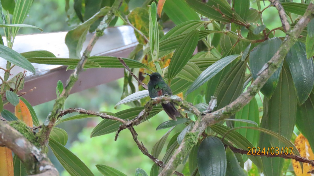 Stripe-tailed Hummingbird - ML622881049