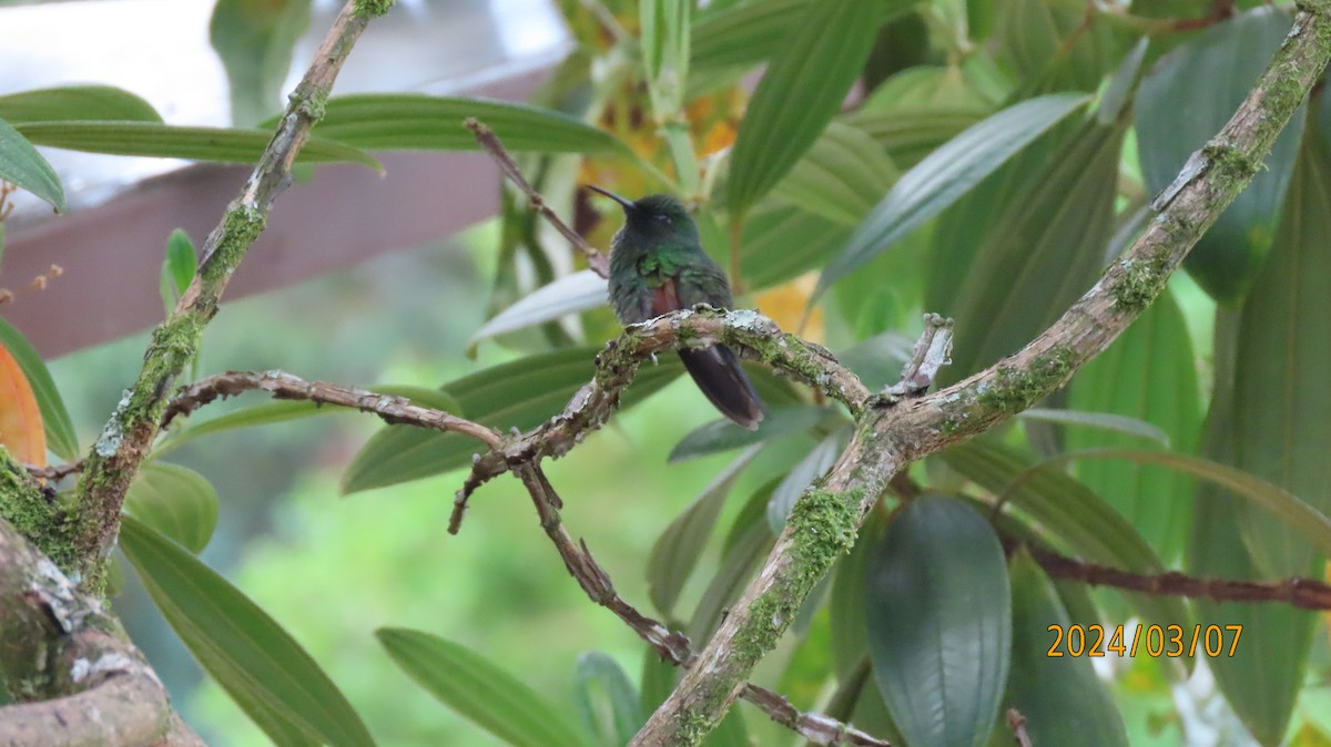 Stripe-tailed Hummingbird - ML622881050