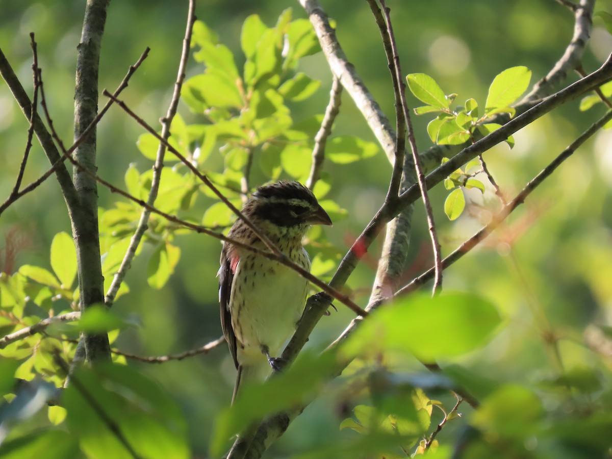 Rose-breasted Grosbeak - ML622881088