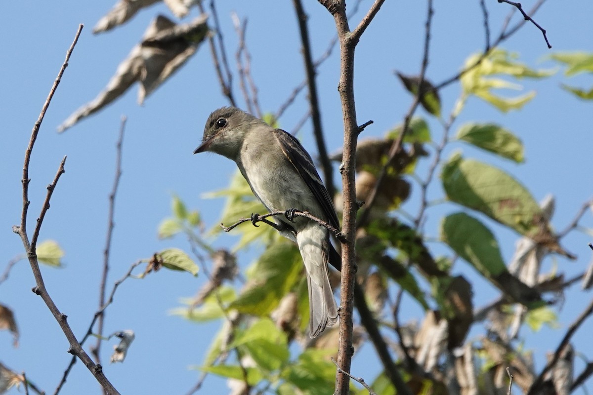 Eastern Wood-Pewee - ML622881136