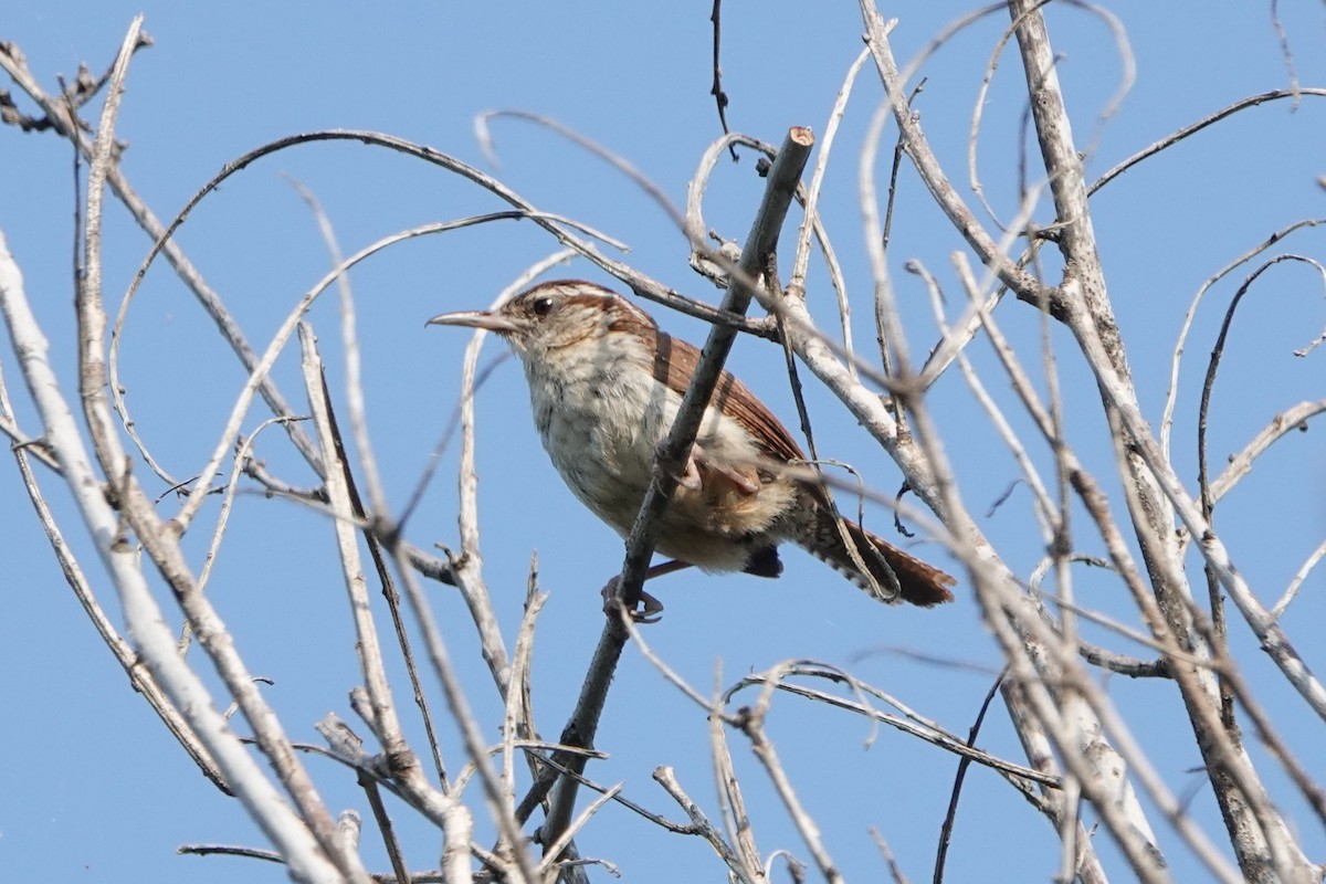 Carolina Wren - ML622881179