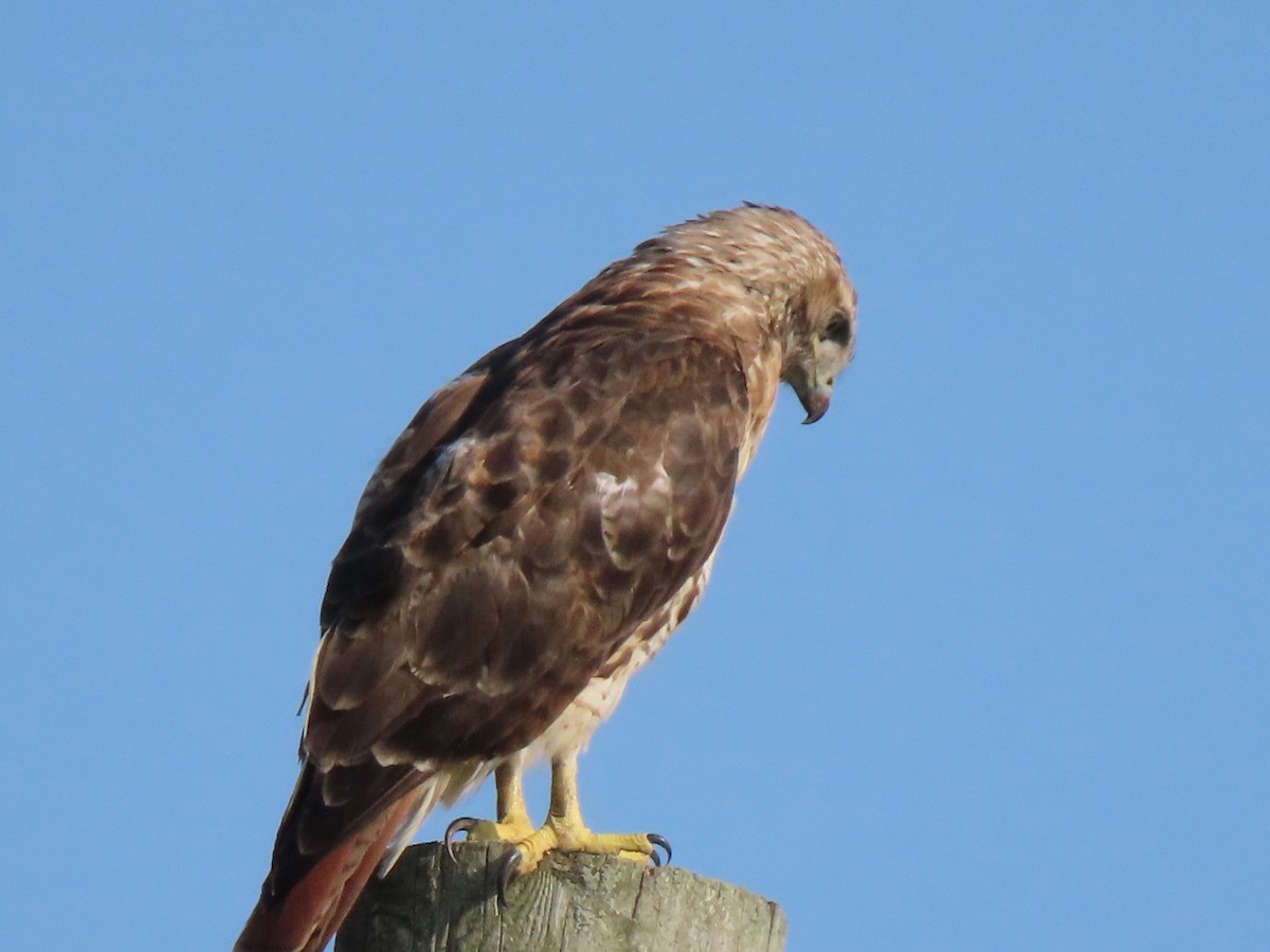 Red-tailed Hawk - ML622881218