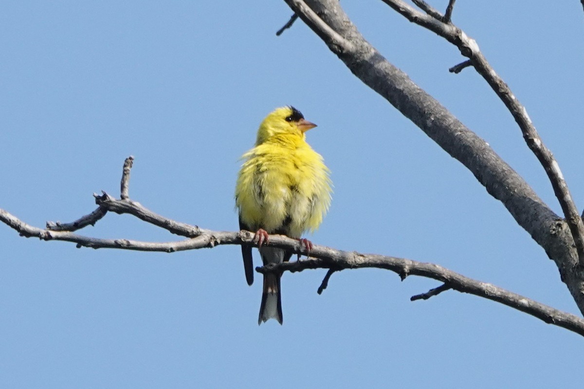American Goldfinch - ML622881233