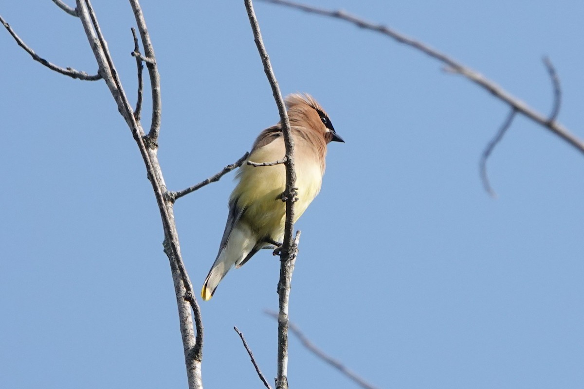 Cedar Waxwing - ML622881238