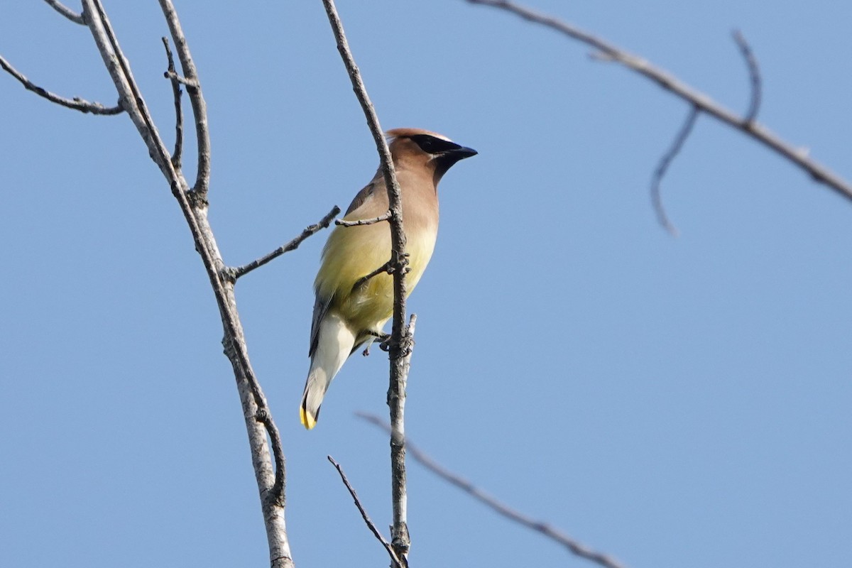 Cedar Waxwing - ML622881239