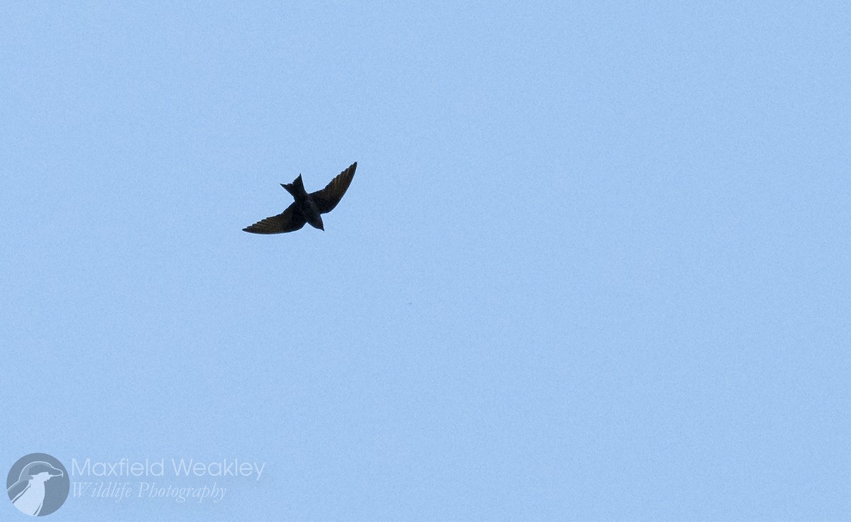 Purple Martin - ML622881242