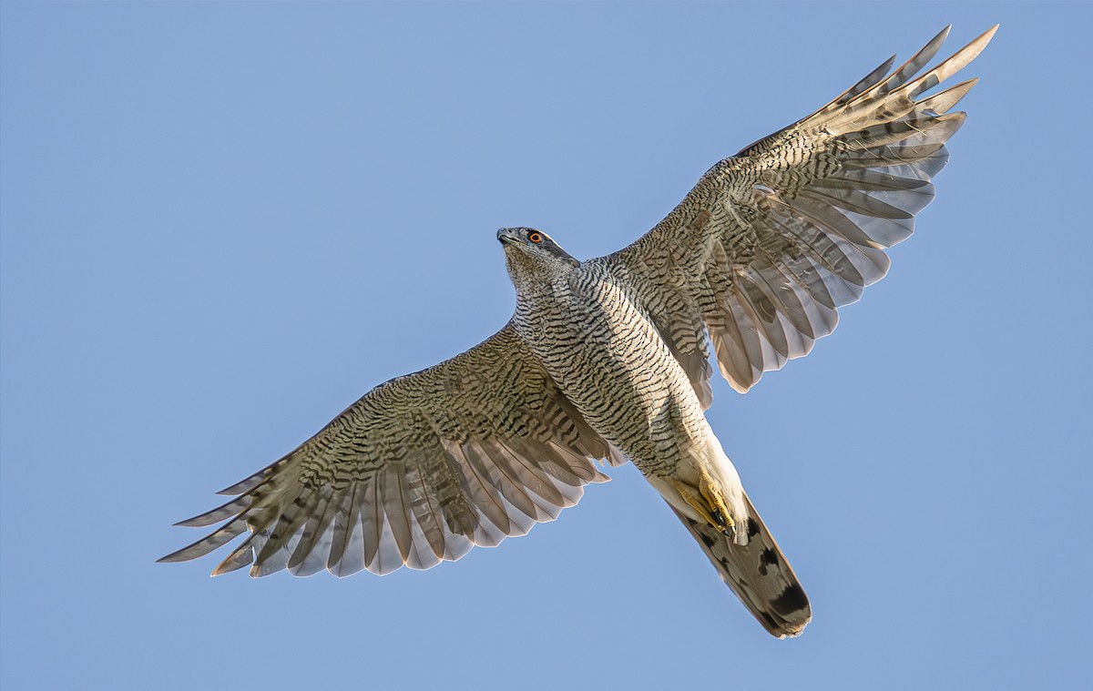 Eurasian Goshawk - Veronika Švestková