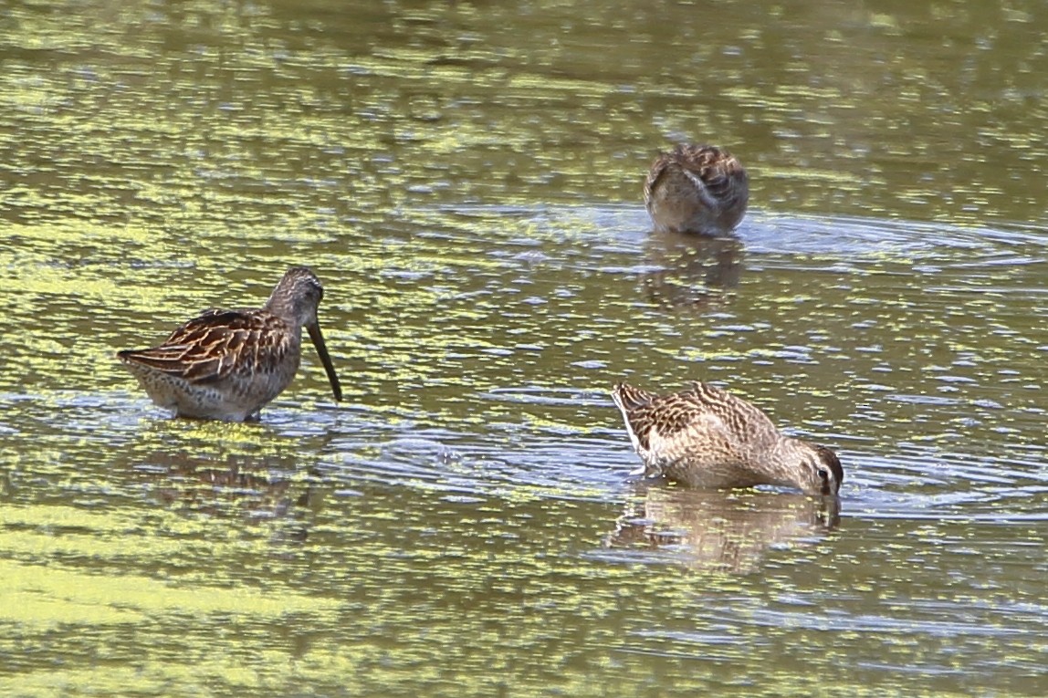 Short-billed Dowitcher - ML622881286