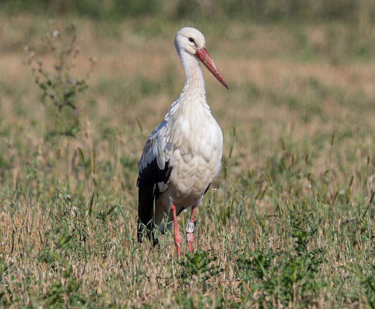 White Stork - Veronika Švestková