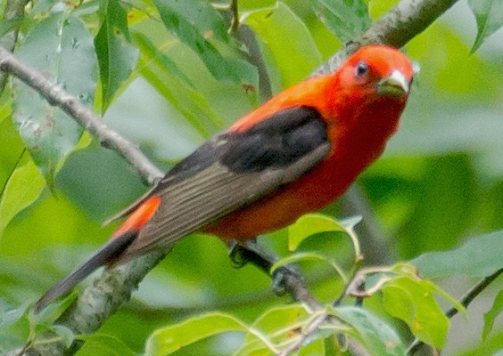 Scarlet Tanager - Jack and Shirley Foreman