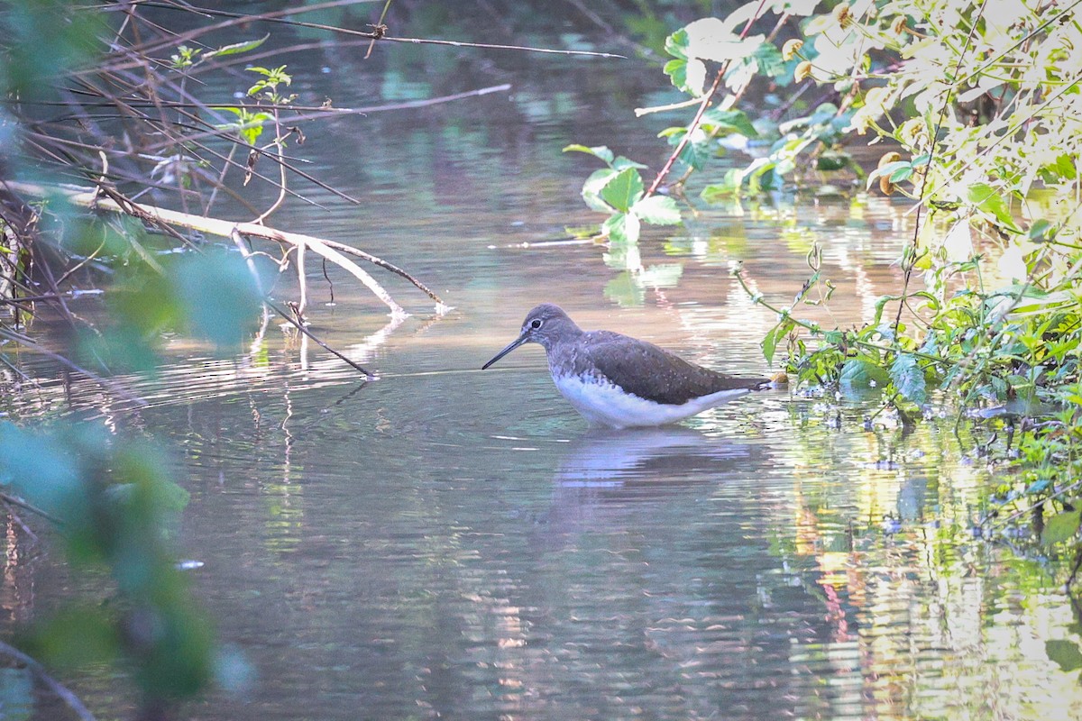 Green Sandpiper - Gretchen Locy